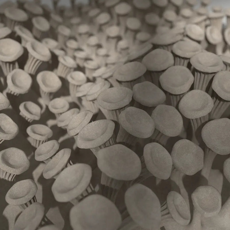 225 MUSHROOMS - 3D MODEL / 010_002